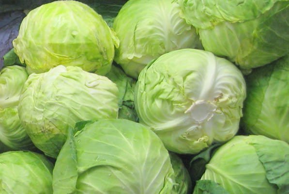 cabbage