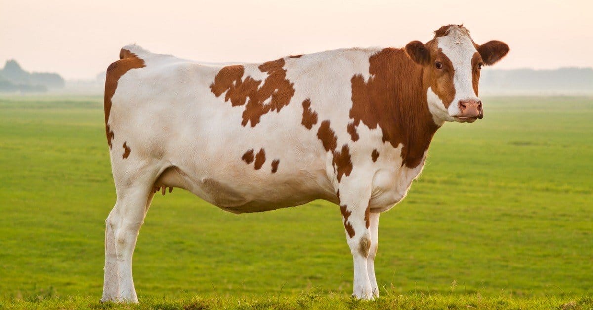 cow