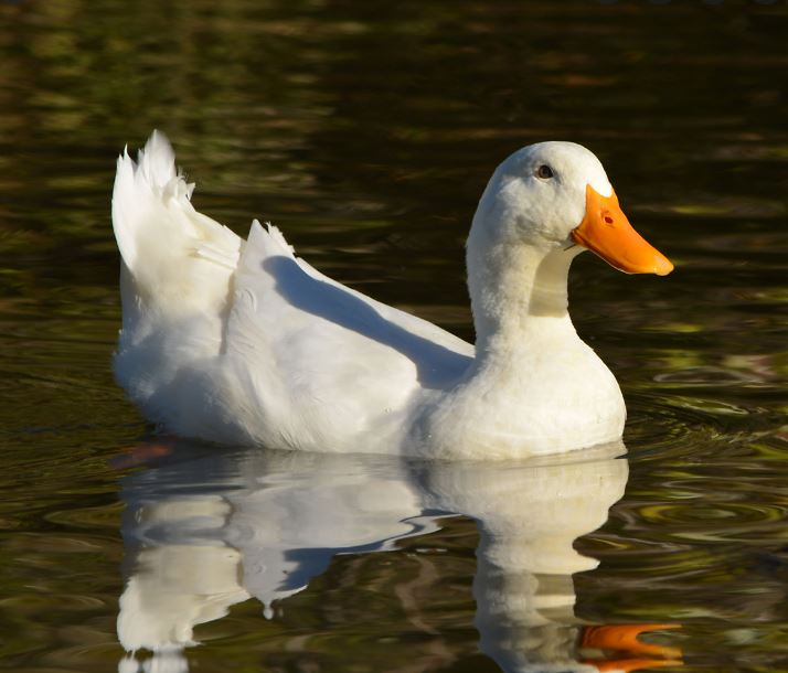 duck