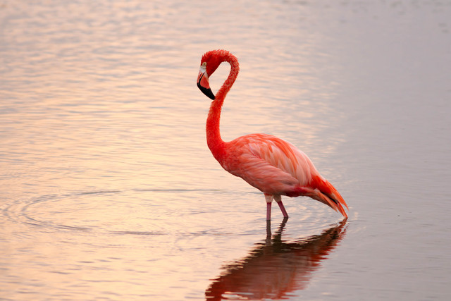 flamingo