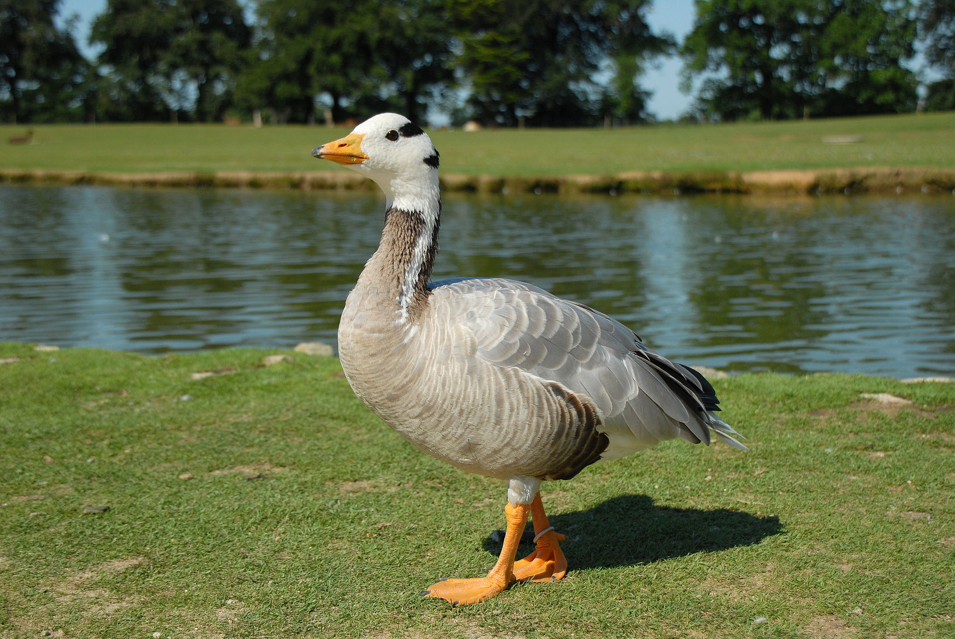 goose