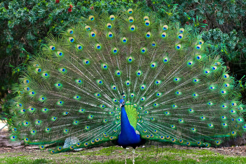 peacock